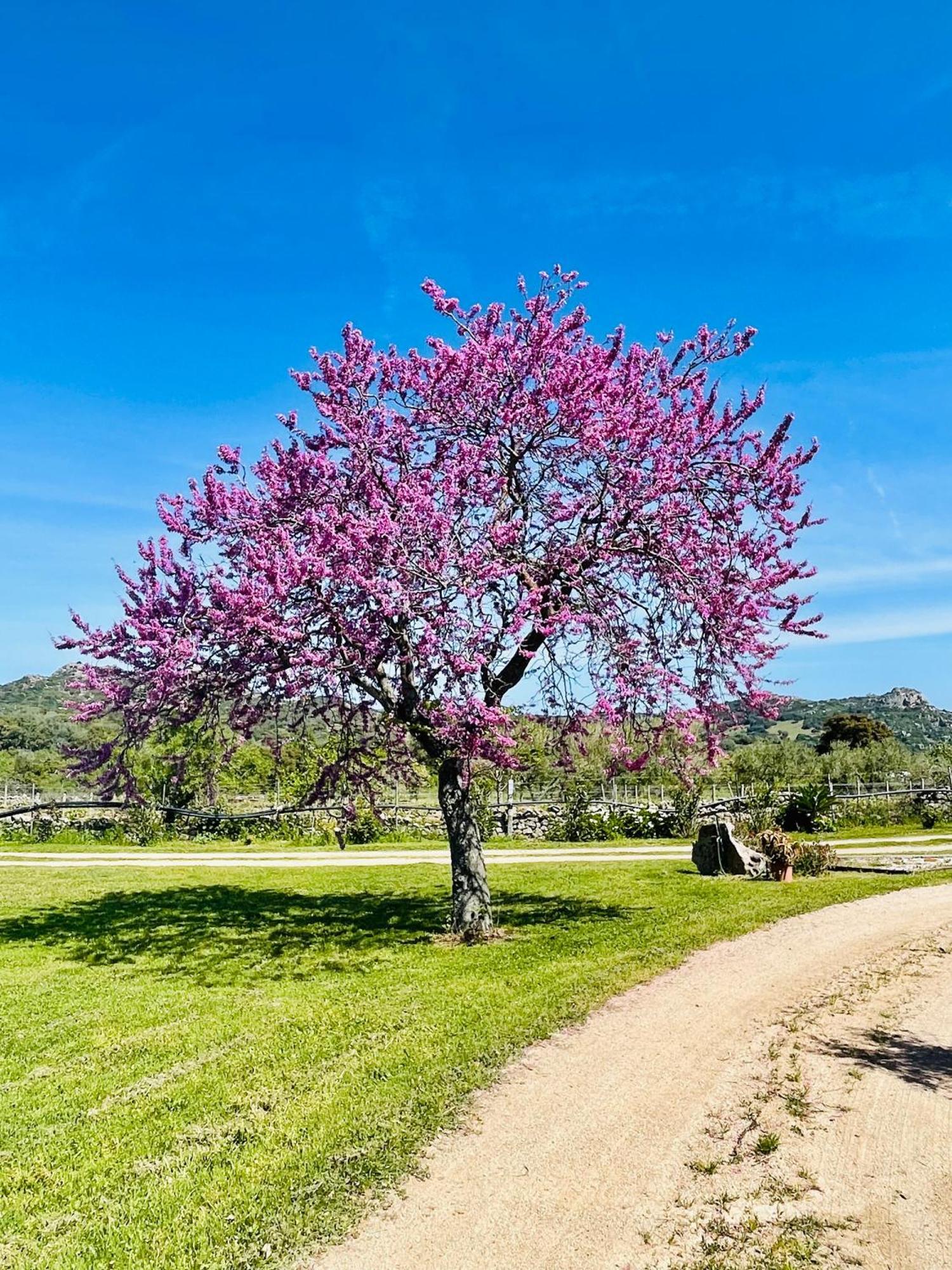 Agriturismo Bed And Breakfast Tanca Taroni Telti エクステリア 写真