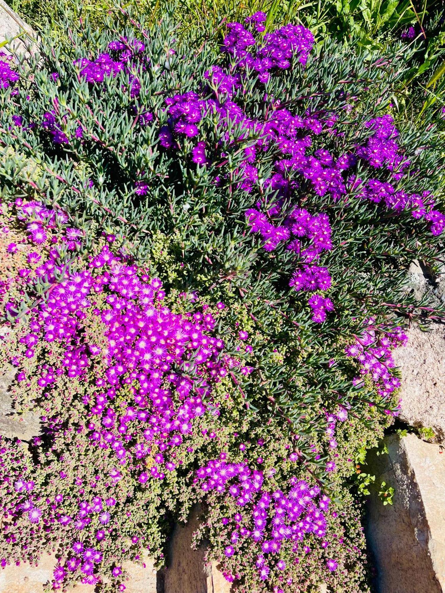 Agriturismo Bed And Breakfast Tanca Taroni Telti エクステリア 写真